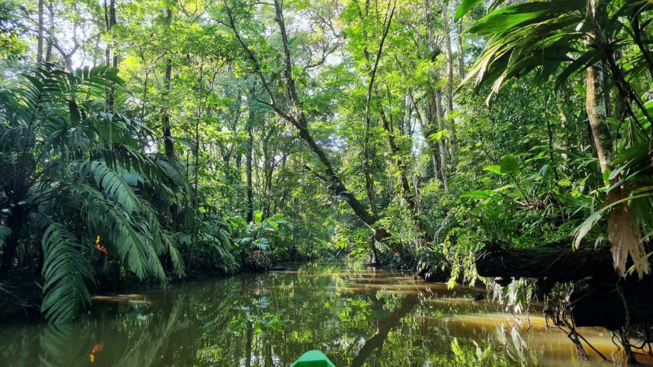 Wildlife Art Tortuguero Hotel Esterno foto
