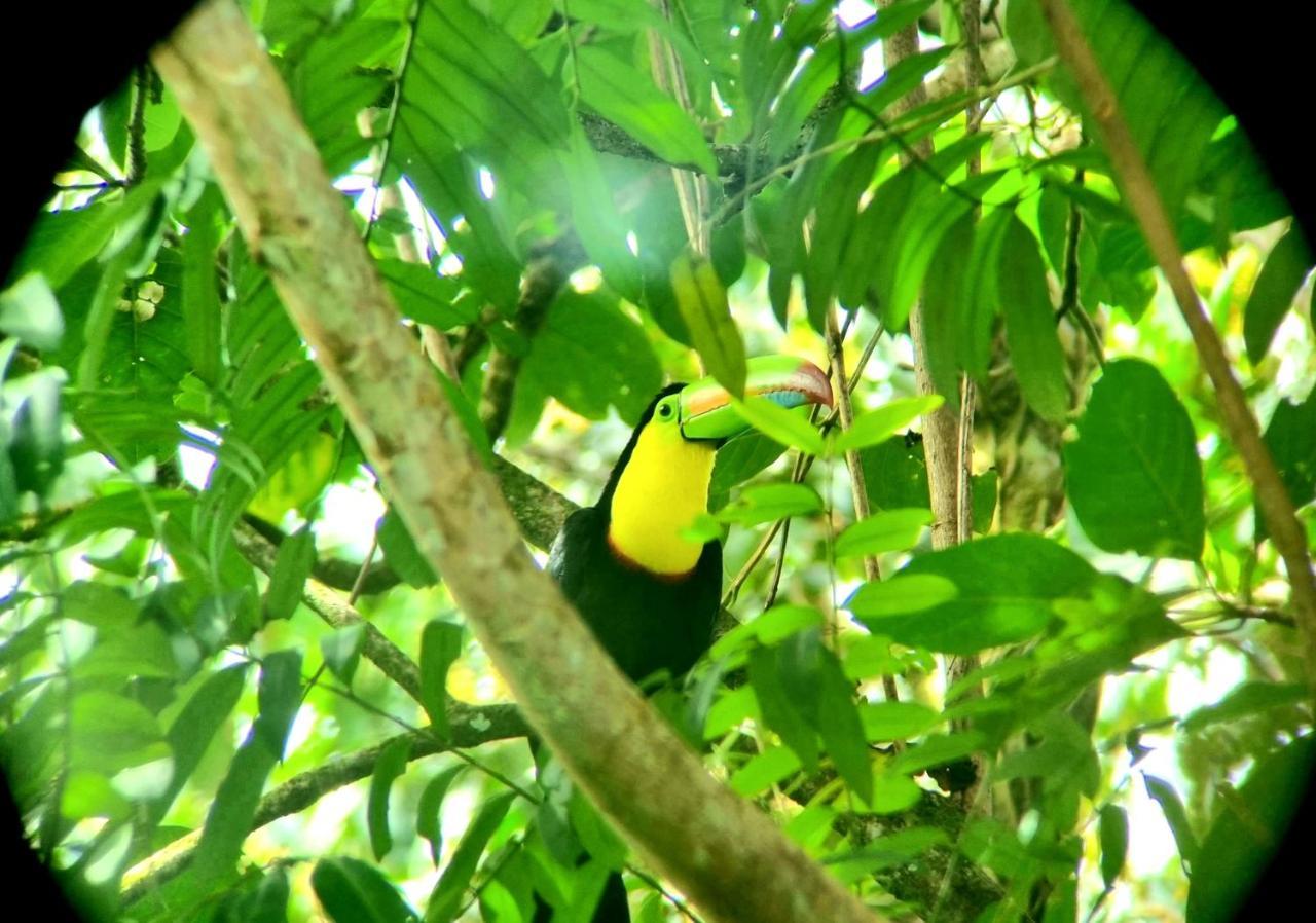 Wildlife Art Tortuguero Hotel Esterno foto
