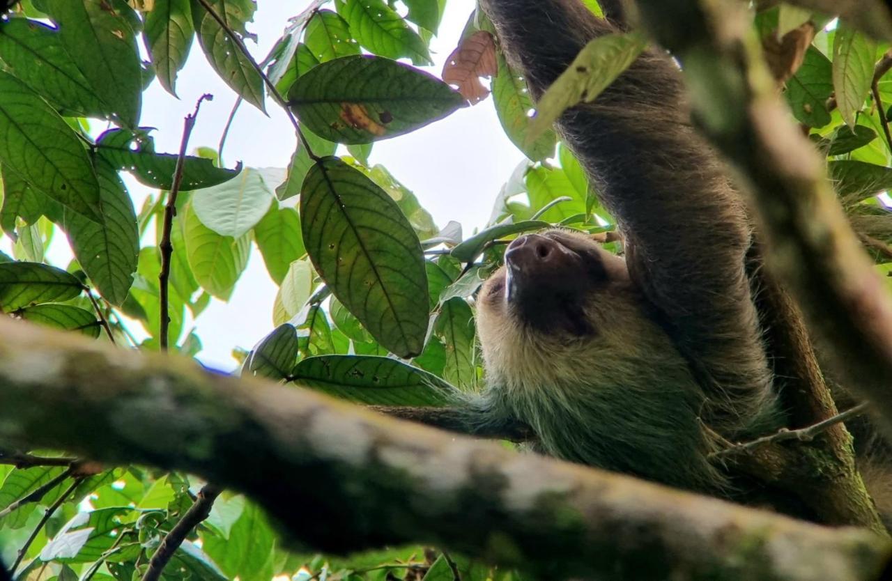 Wildlife Art Tortuguero Hotel Esterno foto