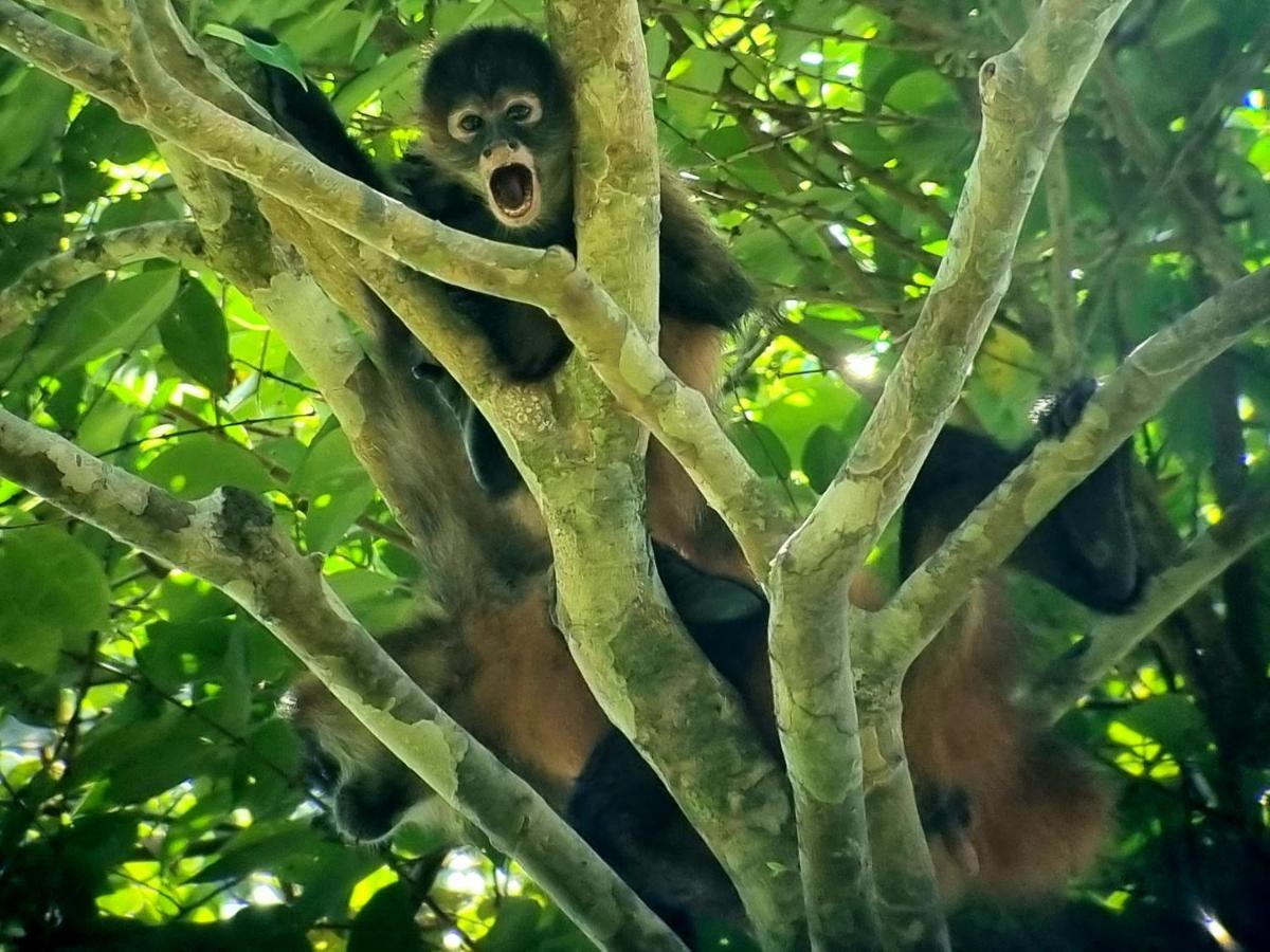 Wildlife Art Tortuguero Hotel Esterno foto