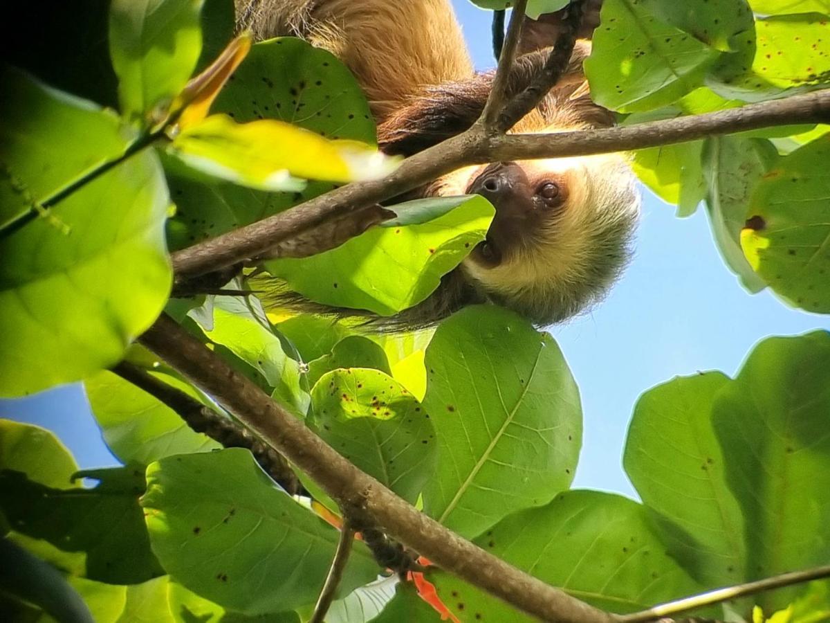 Wildlife Art Tortuguero Hotel Esterno foto