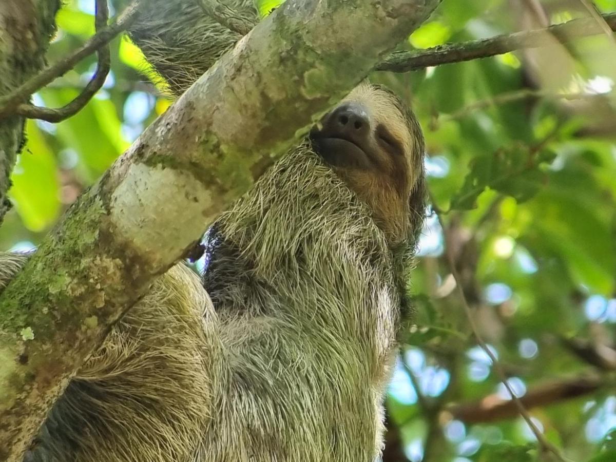 Wildlife Art Tortuguero Hotel Esterno foto