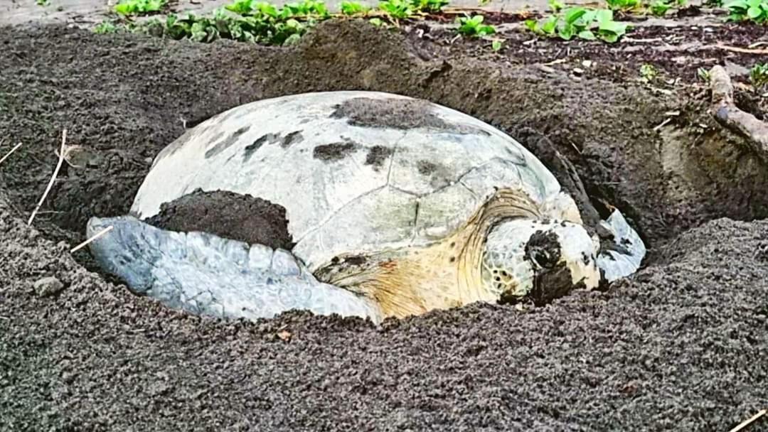 Wildlife Art Tortuguero Hotel Esterno foto