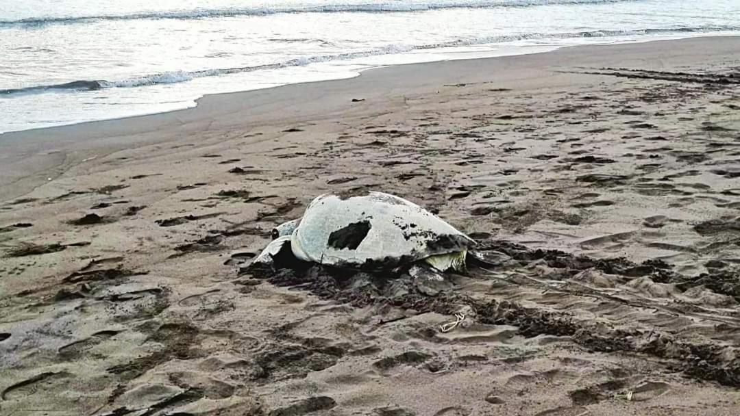 Wildlife Art Tortuguero Hotel Esterno foto