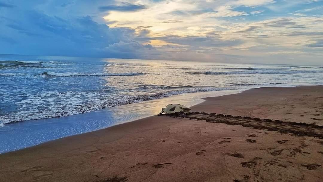 Wildlife Art Tortuguero Hotel Esterno foto